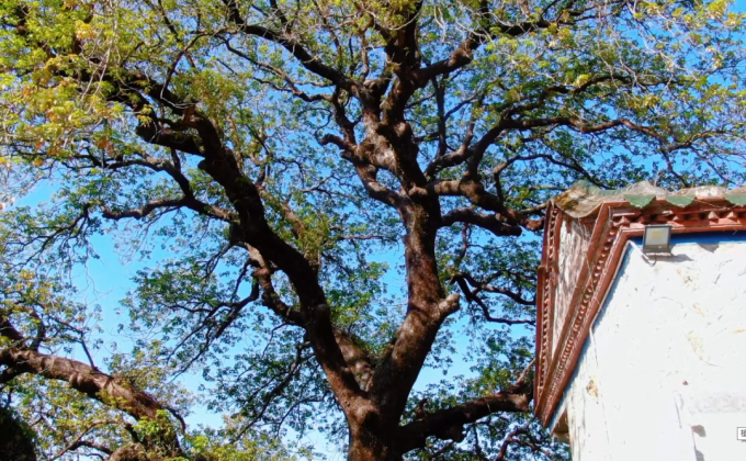 泉港第一树：千年秋枫