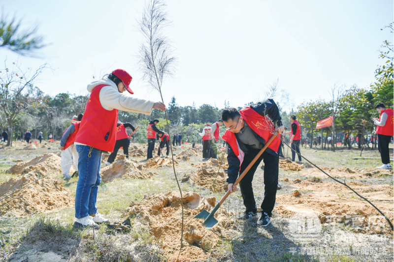 实验区多部门联动 为岚岛大地再添新绿