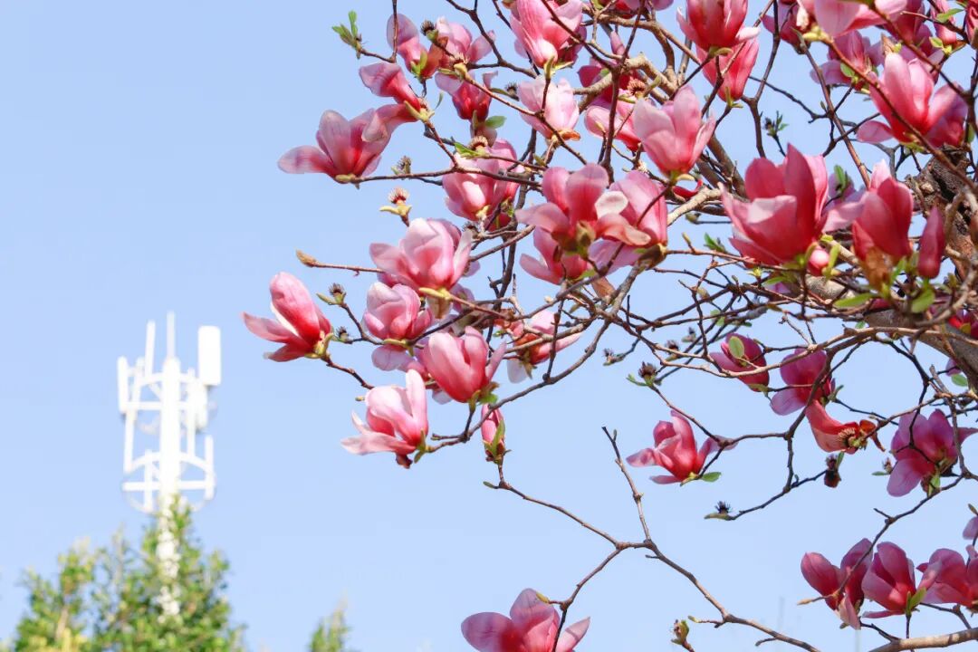 春色满园！东湖公园花开正当时，等你来邂逅 