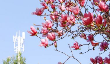 ��ɫ��԰��������԰��������ʱ������������ 