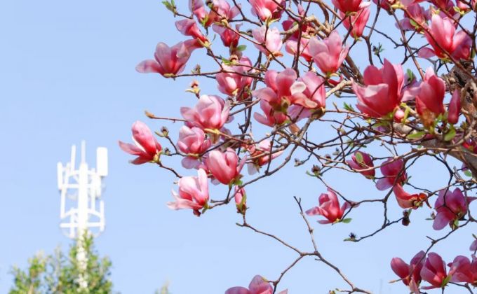 春色满园！东湖公园花开正当时，等你来邂逅 