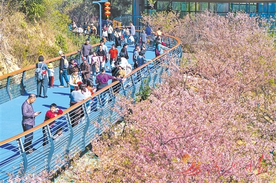宜居之城美如画 莆阳福道樱花盛开