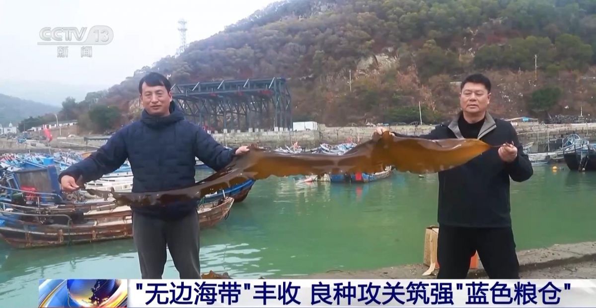 央视关注连江：&ldquo;无边海带&rdquo;丰收 良种攻关筑强&ldquo;蓝色粮仓&rdquo;