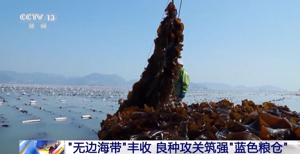 央视关注连江：&ldquo;无边海带&rdquo;丰收 良种攻关筑强&ldquo;蓝色粮仓&rdquo;