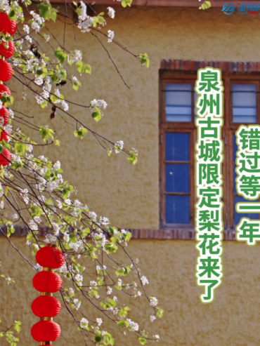 錯(cuò)過(guò)再等一年，泉州古城限定梨花來(lái)了
