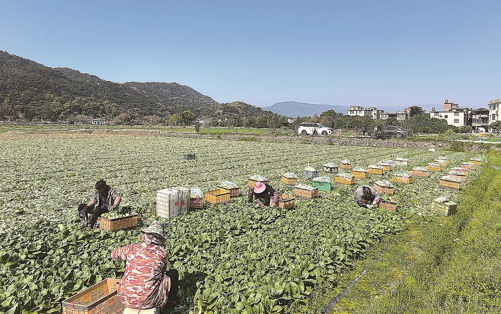 闽侯县：春日晴好 蔬菜长势喜人
