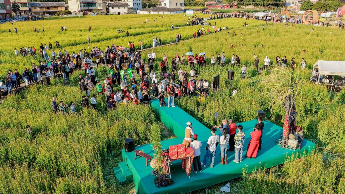 永春“春K”花海开麦 花田间唱响“迎春”曲