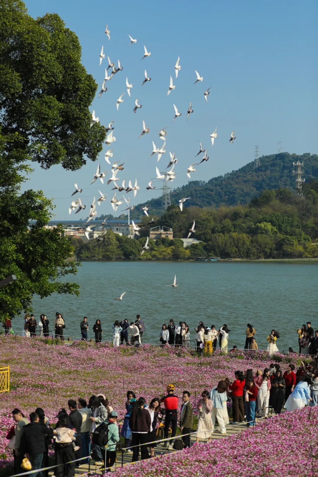 【换图】龙江颂景区格桑花进入盛放期 陈逸(5481166)-20260317094156.jpg