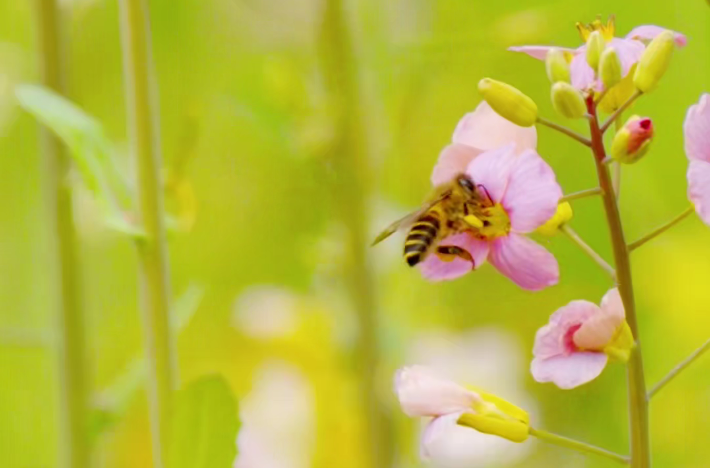 安溪这片彩色油菜花开了！就在虎邱镇湖西村