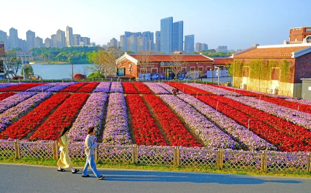 龙江岁月丹溪官田凤仙花开放 梁健 摄（资(5480844)-20260317094201.jpg