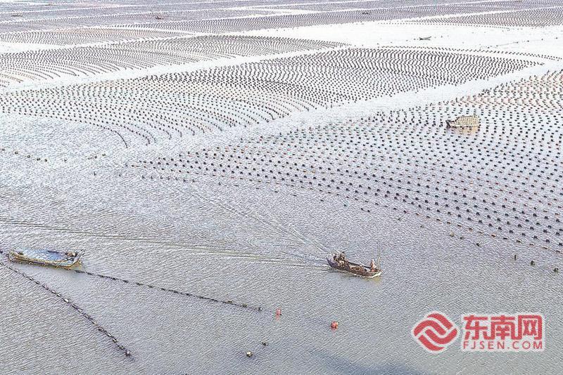 福州连江：碧波之上春耕忙