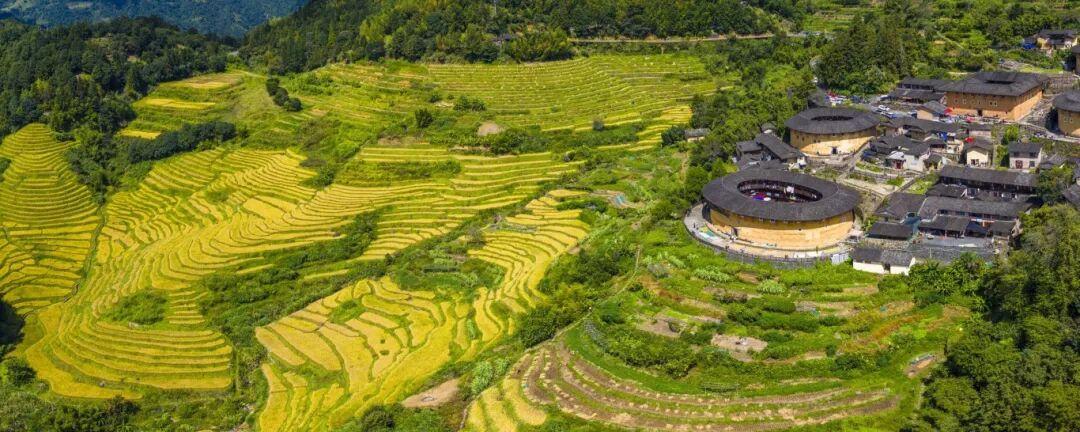 稻浪与土楼群相映成趣 张旭 摄(5480897)-20260317093347.jpg