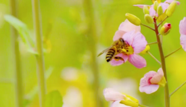 安溪这片彩色油菜花开了！就在虎邱镇湖西村