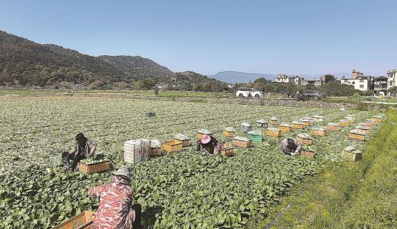 閩侯縣：春日晴好 蔬菜長(zhǎng)勢(shì)喜人