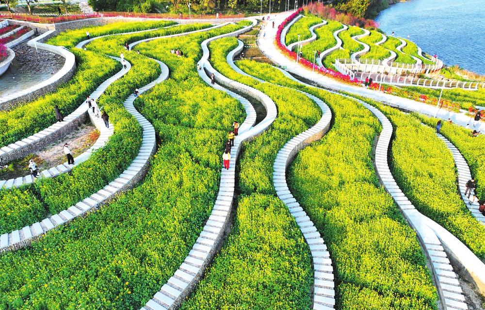 油菜花开春意浓