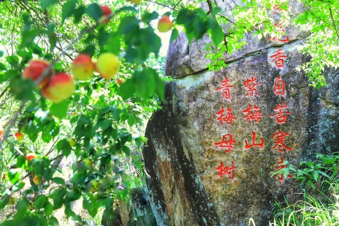 诏安春日踏青指南｜把青梅、古村、茶山的春天，一次性逛遍