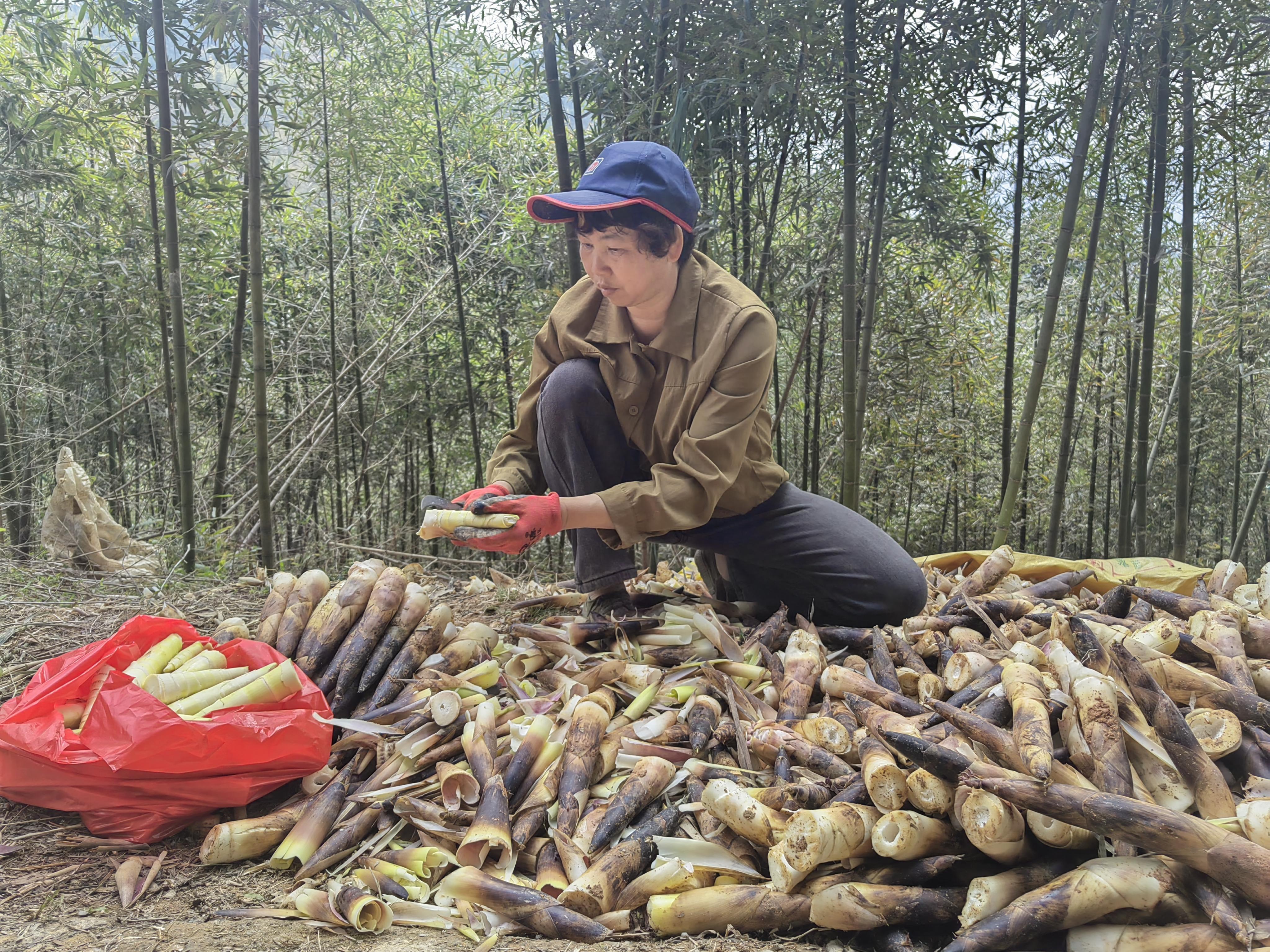 春日尝鲜正当时！永春雷笋集中上市