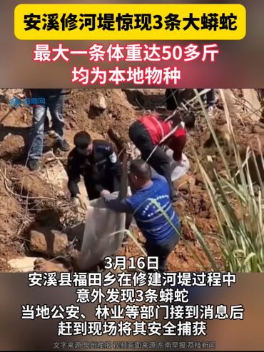 最大一條體重達(dá)50多斤，體長(zhǎng)約4米！安溪修河堤驚現(xiàn)3條大蟒蛇！均為本地物種