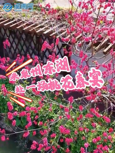 來(lái)泉州東湖，赴一場(chǎng)桃花春宴