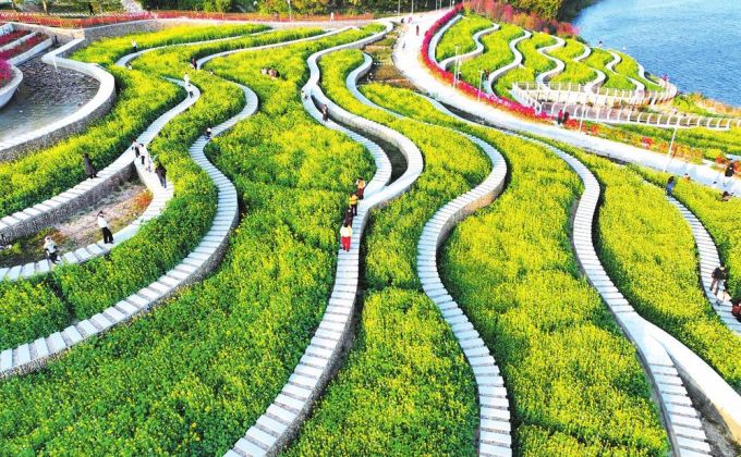 油菜花开春意浓