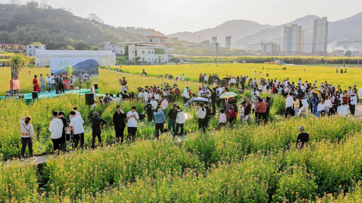 永春“春K”花海开麦 花田间唱响“迎春”曲