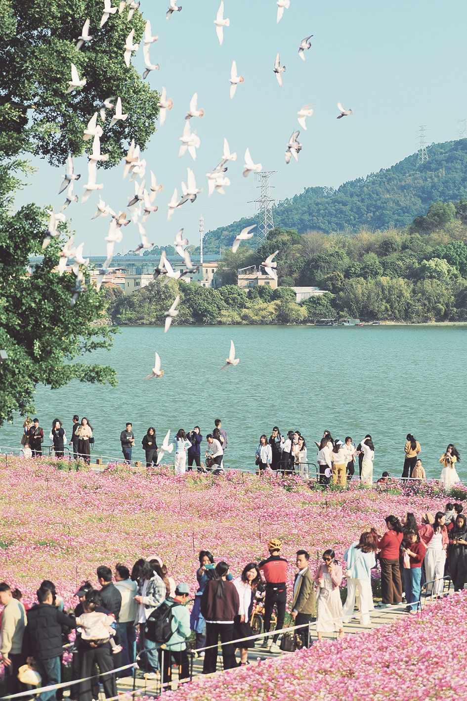 格桑花开 客似云来 