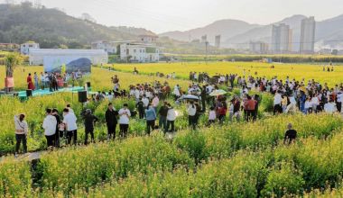 永春“春K”花海开麦 花田间唱响“迎春”曲
