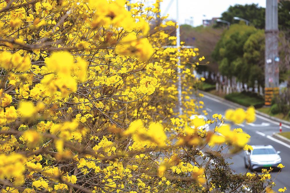 金色花海 春日限定