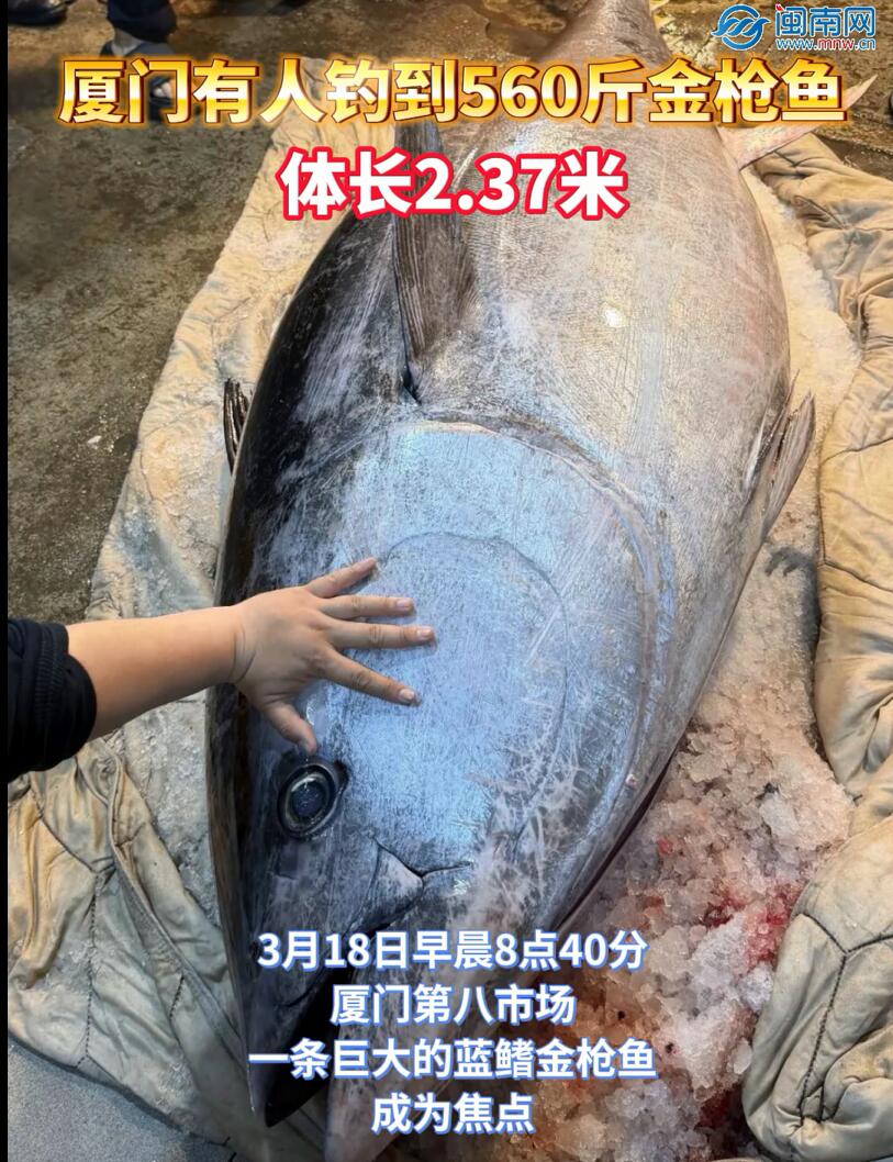 厦门有人钓到560斤金枪鱼，重280公斤，体长2.37米！