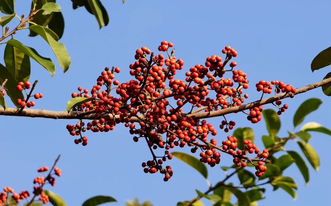 这个季节,也有果实来与鲜花斗艳,看,这是冬青。拍摄于美林街道观音山(李想摄).jpg