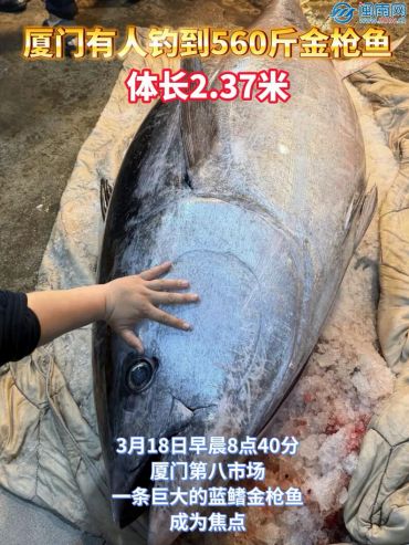 廈門有人釣到560斤金槍魚，重280公斤，體長(zhǎng)2.37米！