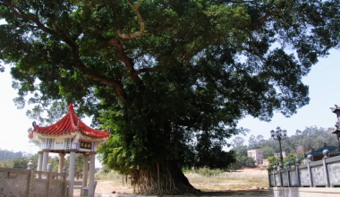 塔抱古榕：藏在“仙境”里的治愈奇景