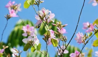一眼沦陷！南安春日繁花盛放，千万别错过！