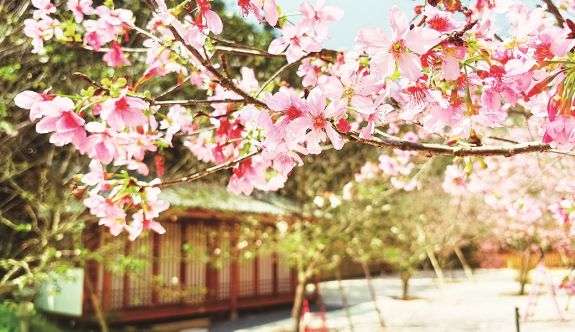 花都開了，別錯過漳州的春天！