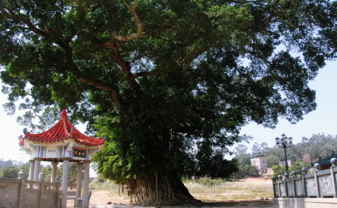 塔抱古榕：藏在“仙境”里的治愈奇景