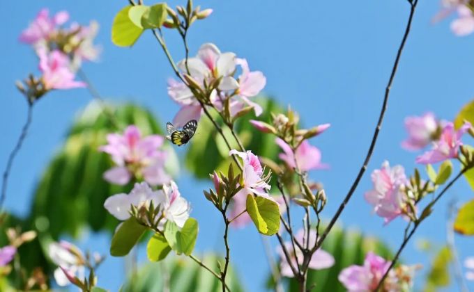 一眼沦陷！南安春日繁花盛放，千万别错过！