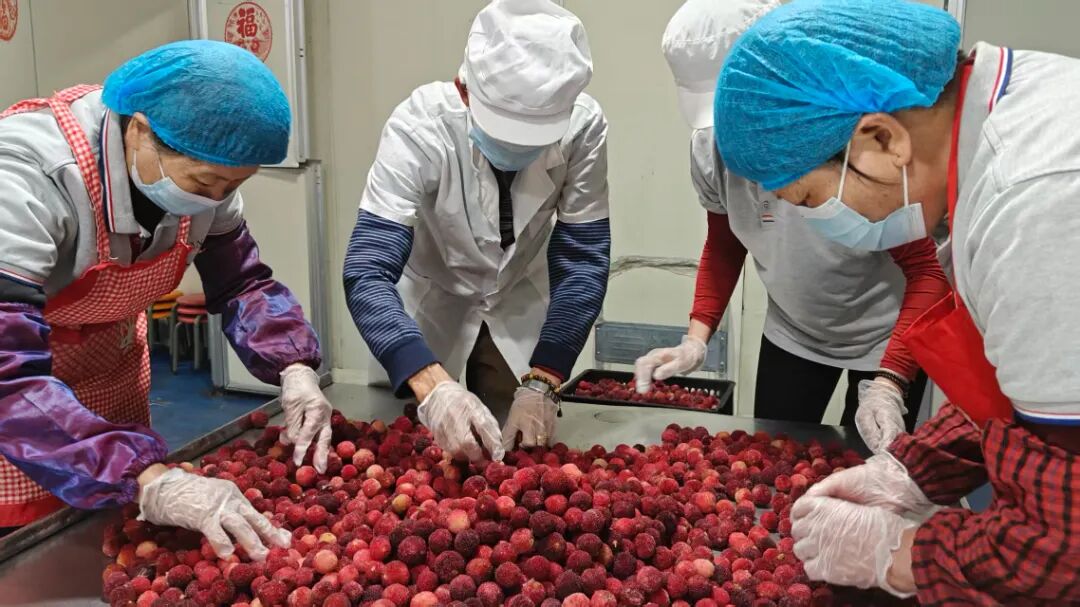 挑选杨梅鲜果 王怡婧 摄(5485447)-20260319201931.jpg