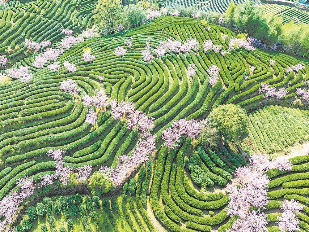 春天的回响 | 一片叶，茶香飘四海