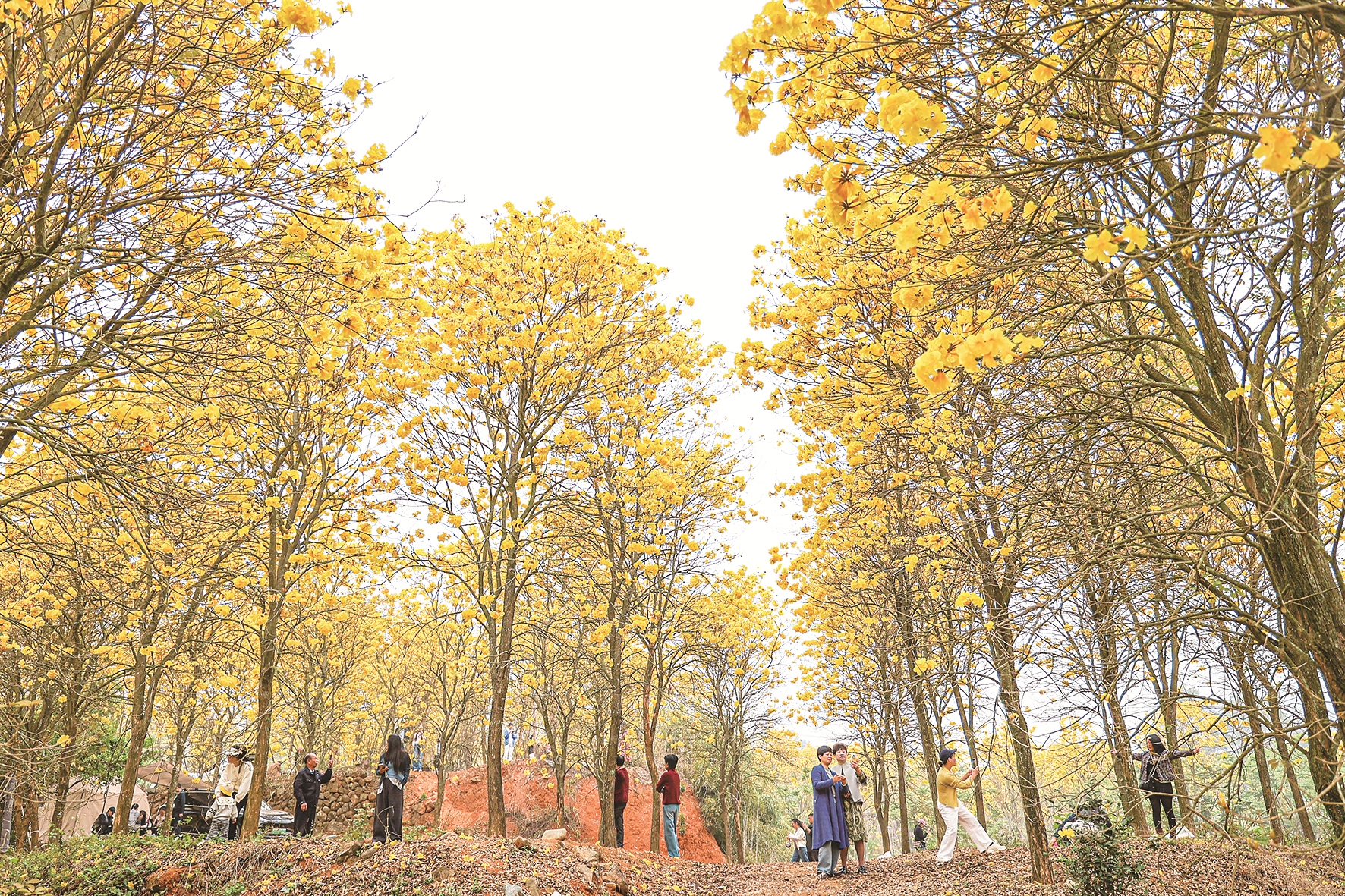 枝头风铃舞 春日花意浓 