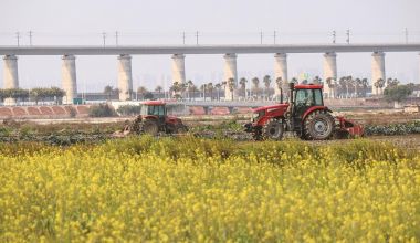 金色花海映农耕 生态石狮春光美