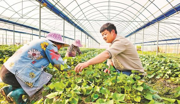 “讓種業(yè)創(chuàng)新更懂產(chǎn)業(yè)” 龍巖以市場為導向，持續(xù)提升種業(yè)創(chuàng)新能力