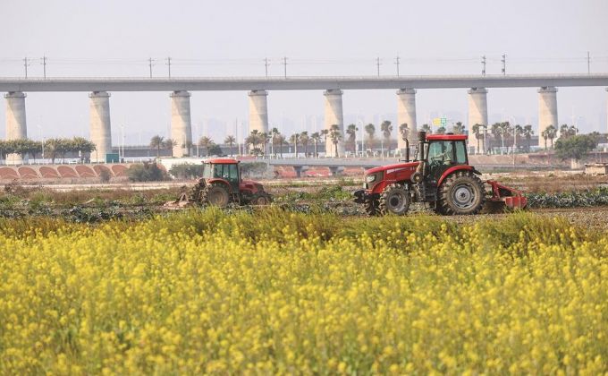 金色花海映农耕 生态石狮春光美