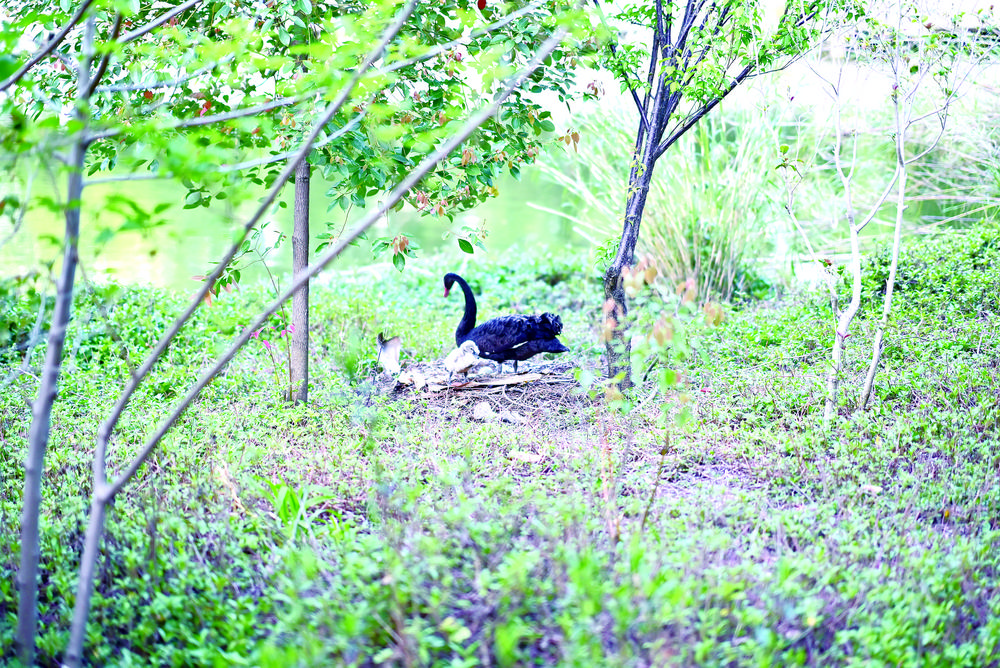 晋江敏月公园再添5枚黑天鹅蛋 预计半个多月孵化