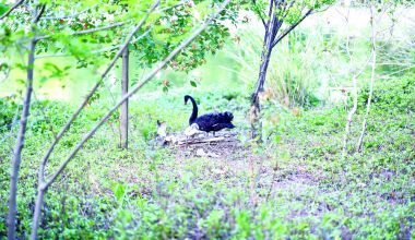 晋江敏月公园再添5枚黑天鹅蛋 预计半个多月孵化