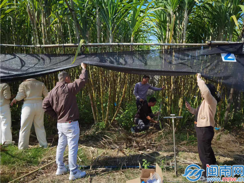 “甜蜜成果”进校园：闽南师大科技助力乡村振兴