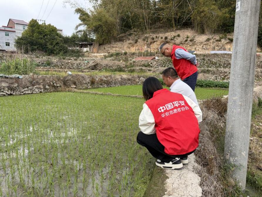 平安产险泉州中心支公司：科技赋能护春耕，志愿帮扶暖田埂