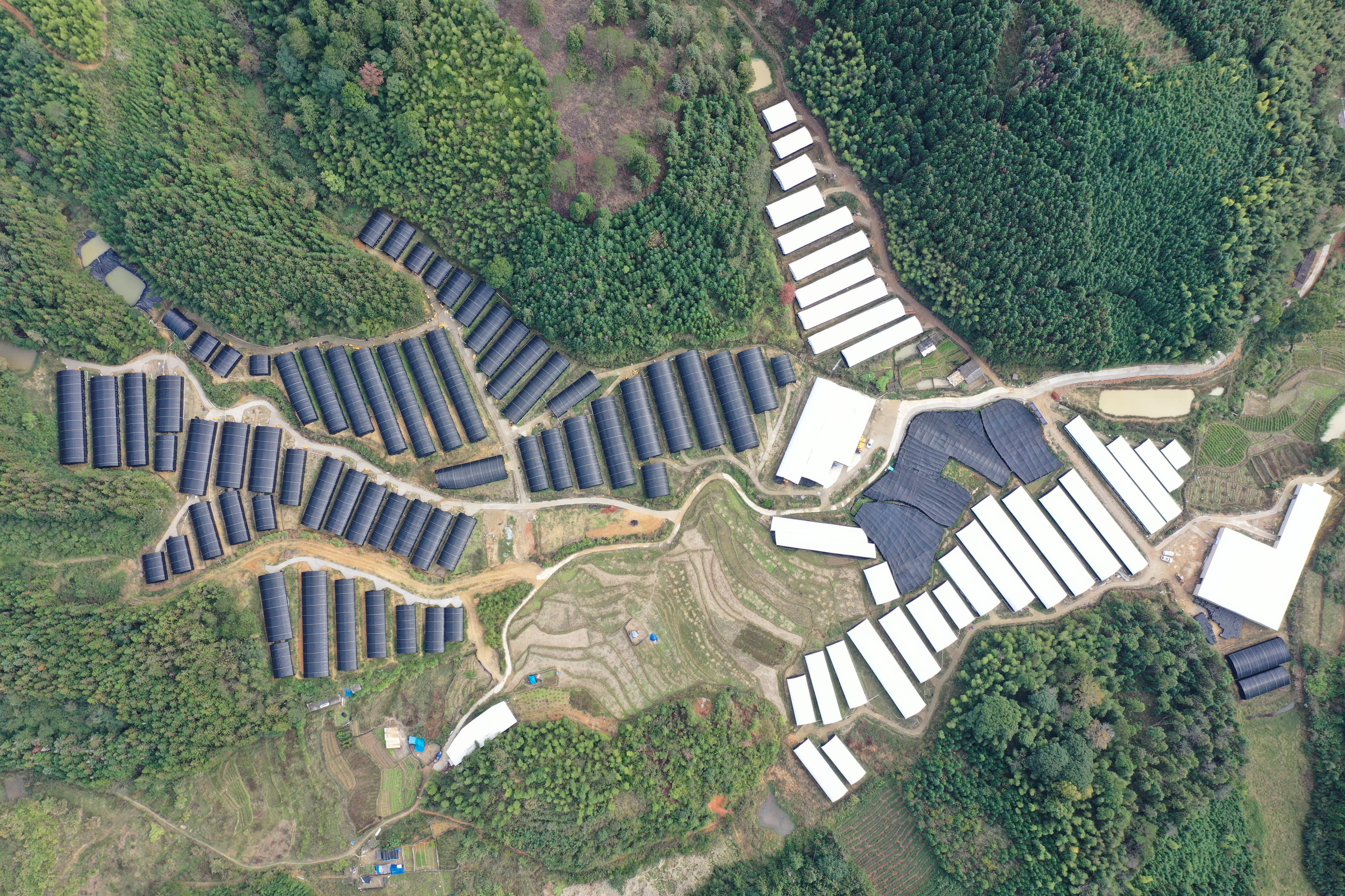 永春“菌菇领航人”曾仲明：扎根本土情系西部 以菌菇铺就共富路