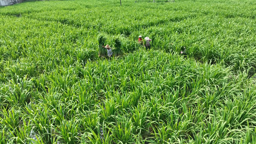 安溪龙门镇的茭白上市了！