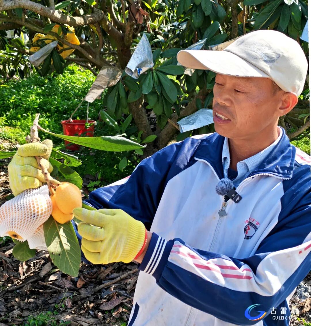 抢“鲜”上市！古雷开春的这一口甜你尝了吗？