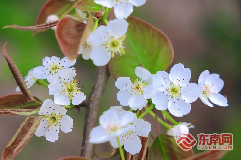 三明泰宁：花海引客 共赴春约
